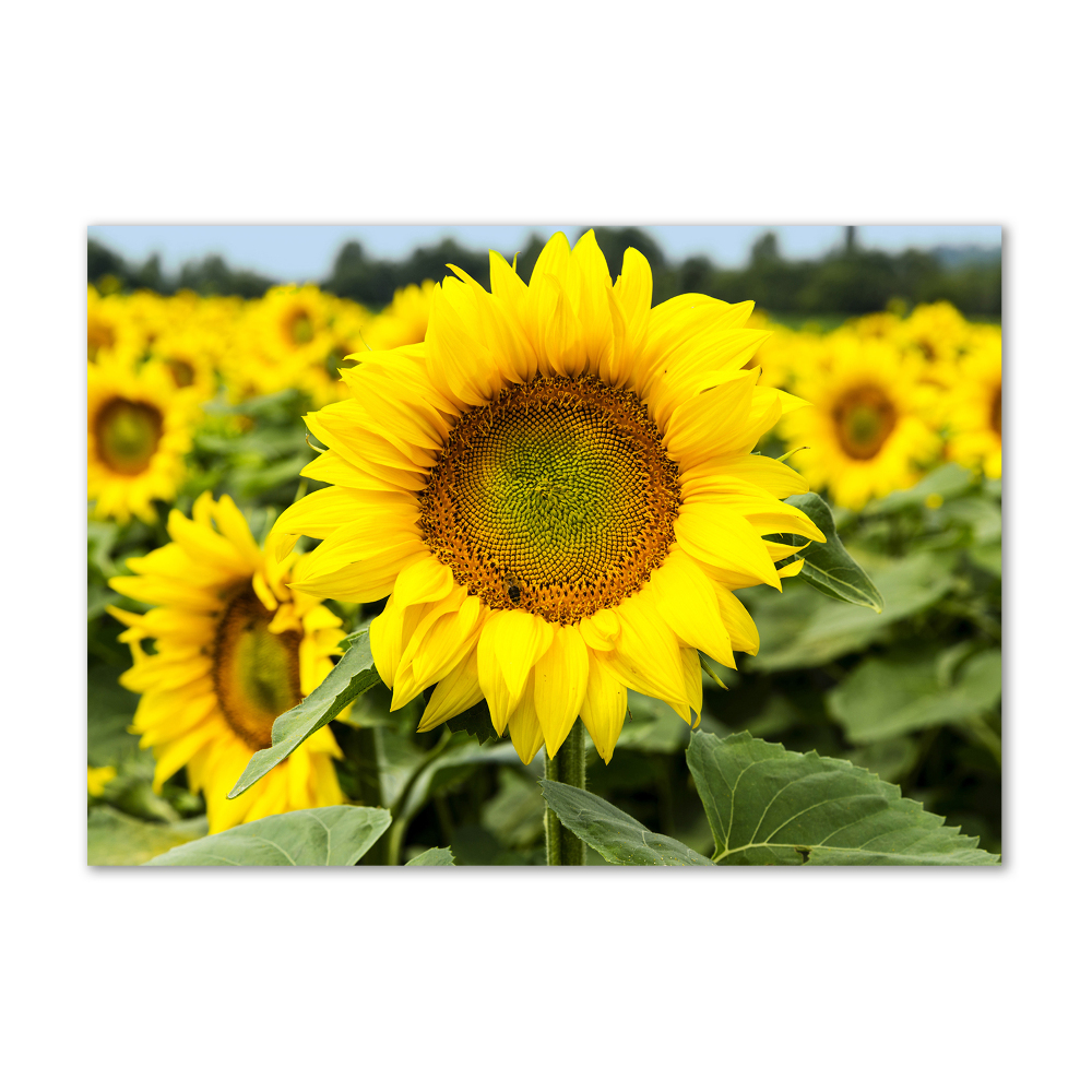 Tableau imprimé sur verre Champ de tournesols