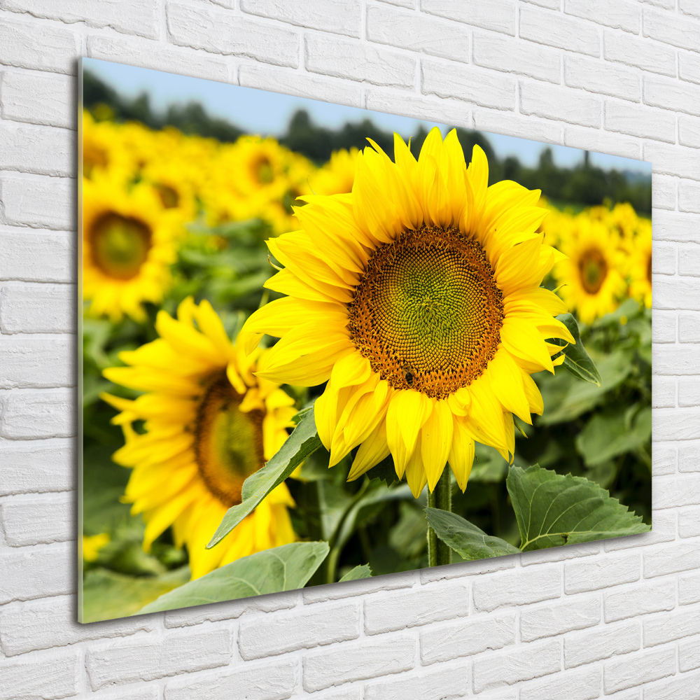 Tableau imprimé sur verre Champ de tournesols