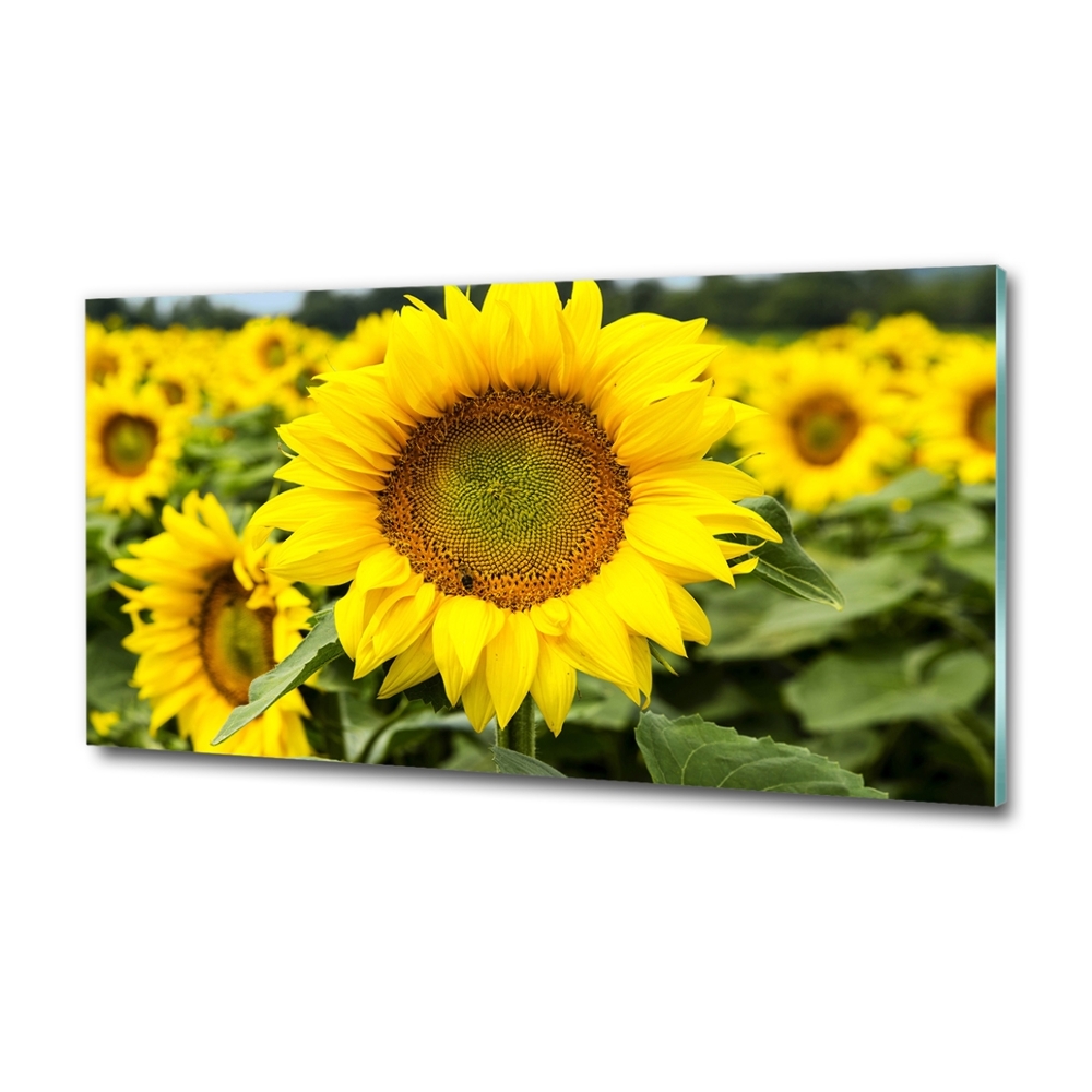 Tableau imprimé sur verre Champ de tournesols