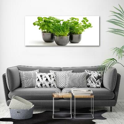 Tableau photo sur verre Herbes en pots