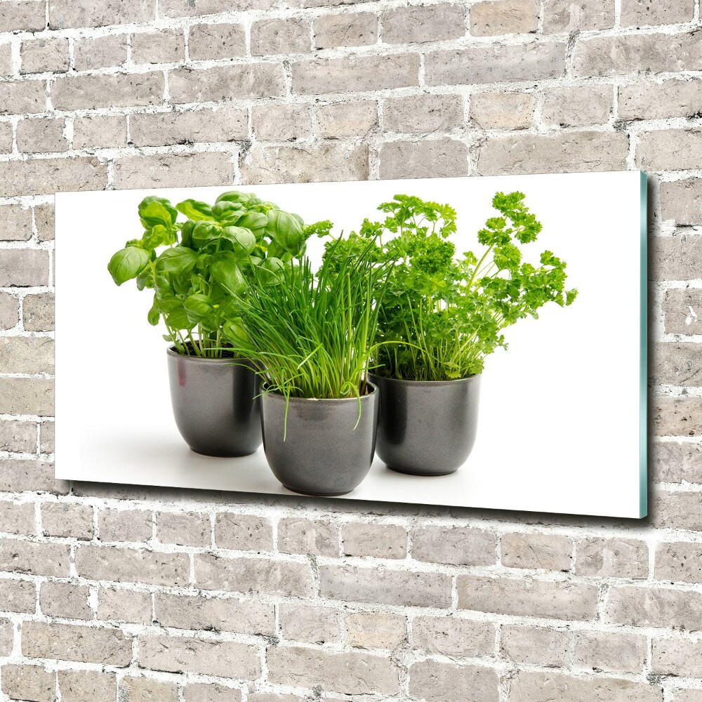 Tableau photo sur verre Herbes en pots