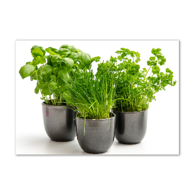 Tableau photo sur verre Herbes en pots