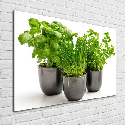 Tableau photo sur verre Herbes en pots