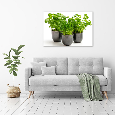 Tableau photo sur verre Herbes en pots