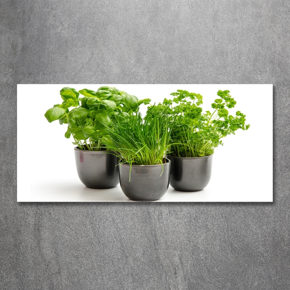 Tableau photo sur verre Herbes en pots