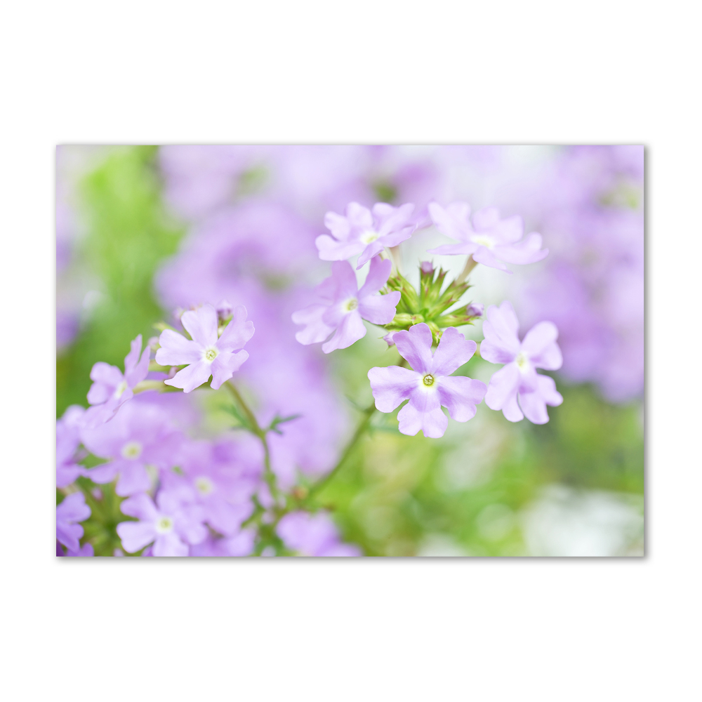 Tableau sur verre Verbena