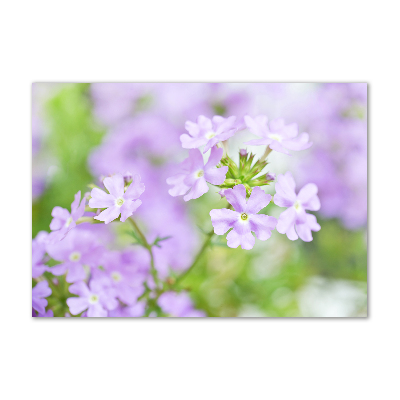 Tableau sur verre Verbena