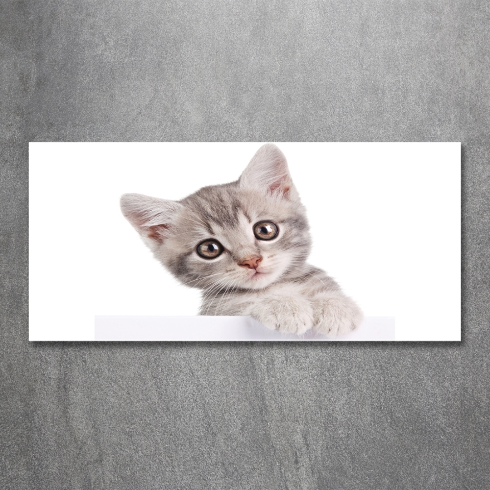 Tableau en verre Chat gris