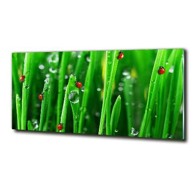 Tableau sur verre Coccinelles sur l'herbe