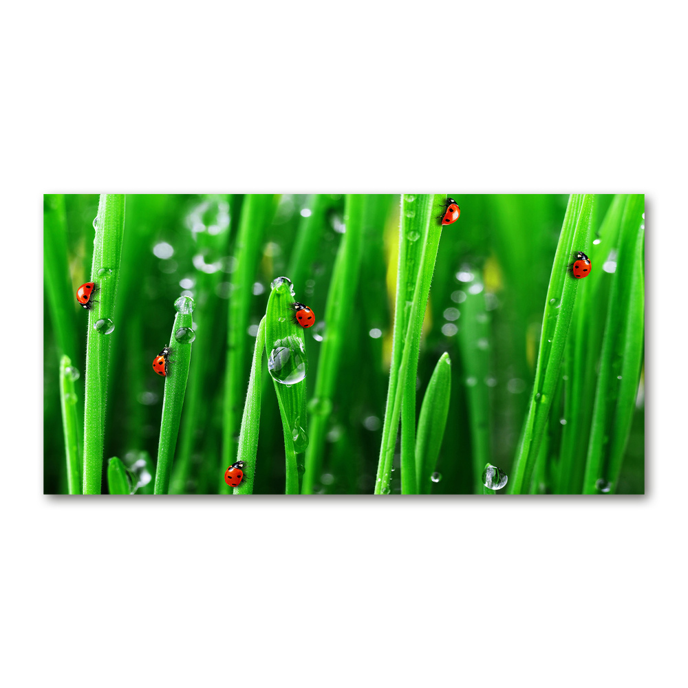 Tableau sur verre Coccinelles sur l'herbe