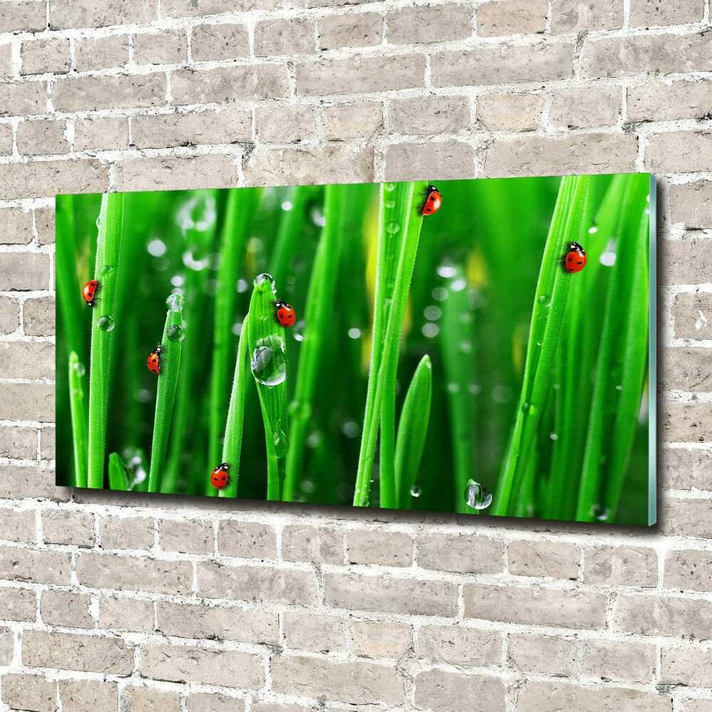 Tableau sur verre Coccinelles sur l'herbe