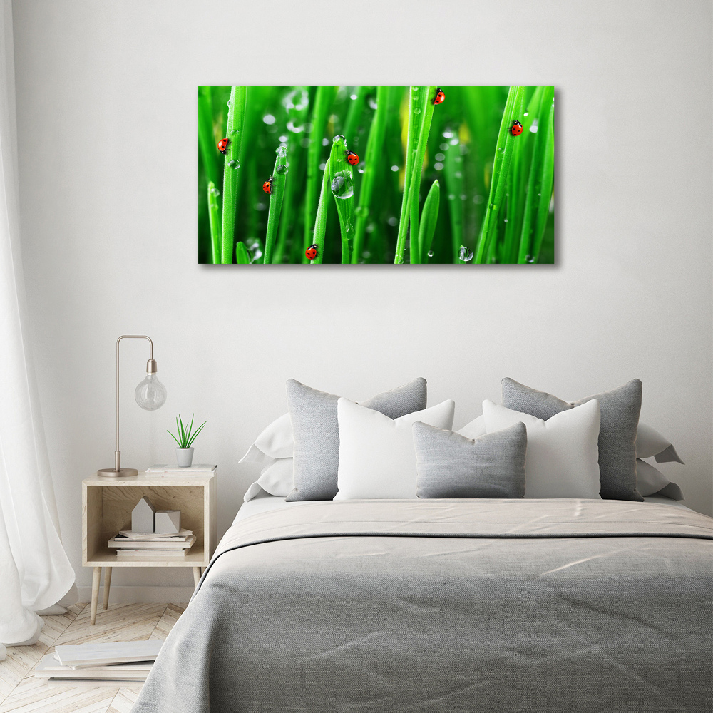 Tableau sur verre Coccinelles sur l'herbe