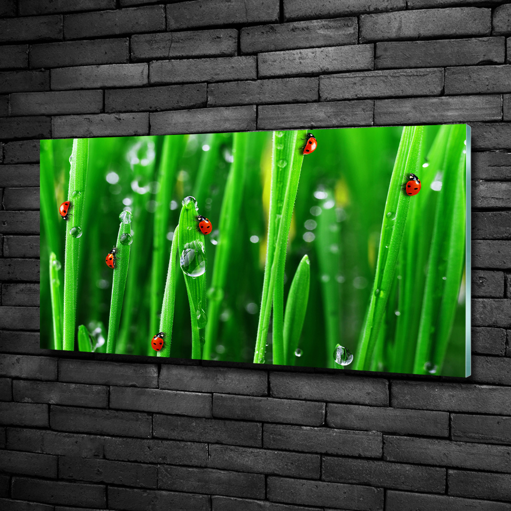 Tableau sur verre Coccinelles sur l'herbe