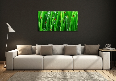 Tableau sur verre Coccinelles sur l'herbe