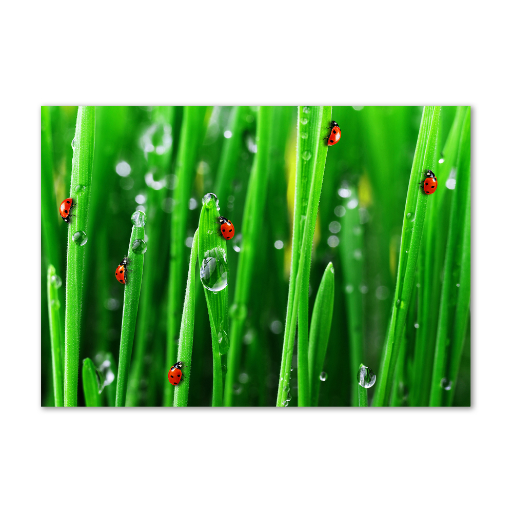 Tableau sur verre Coccinelles sur l'herbe