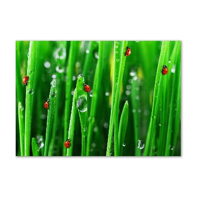 Tableau sur verre Coccinelles sur l'herbe