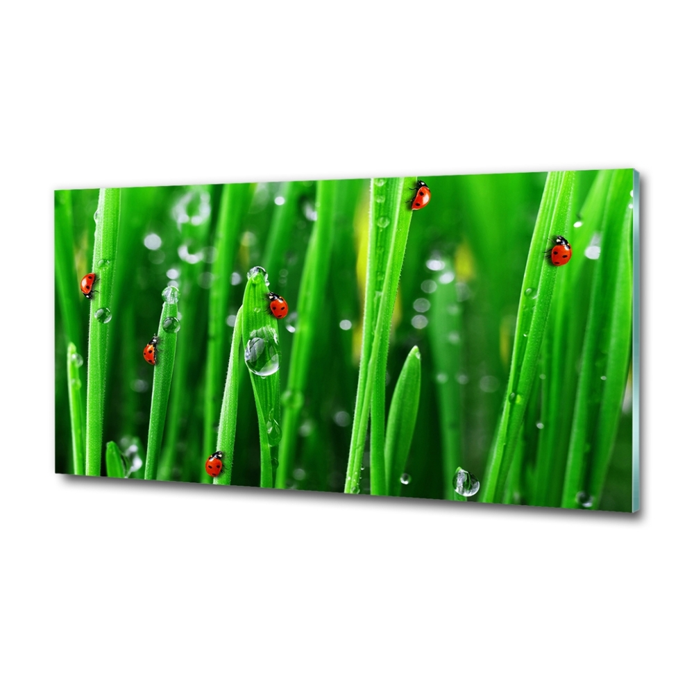 Tableau sur verre Coccinelles sur l'herbe