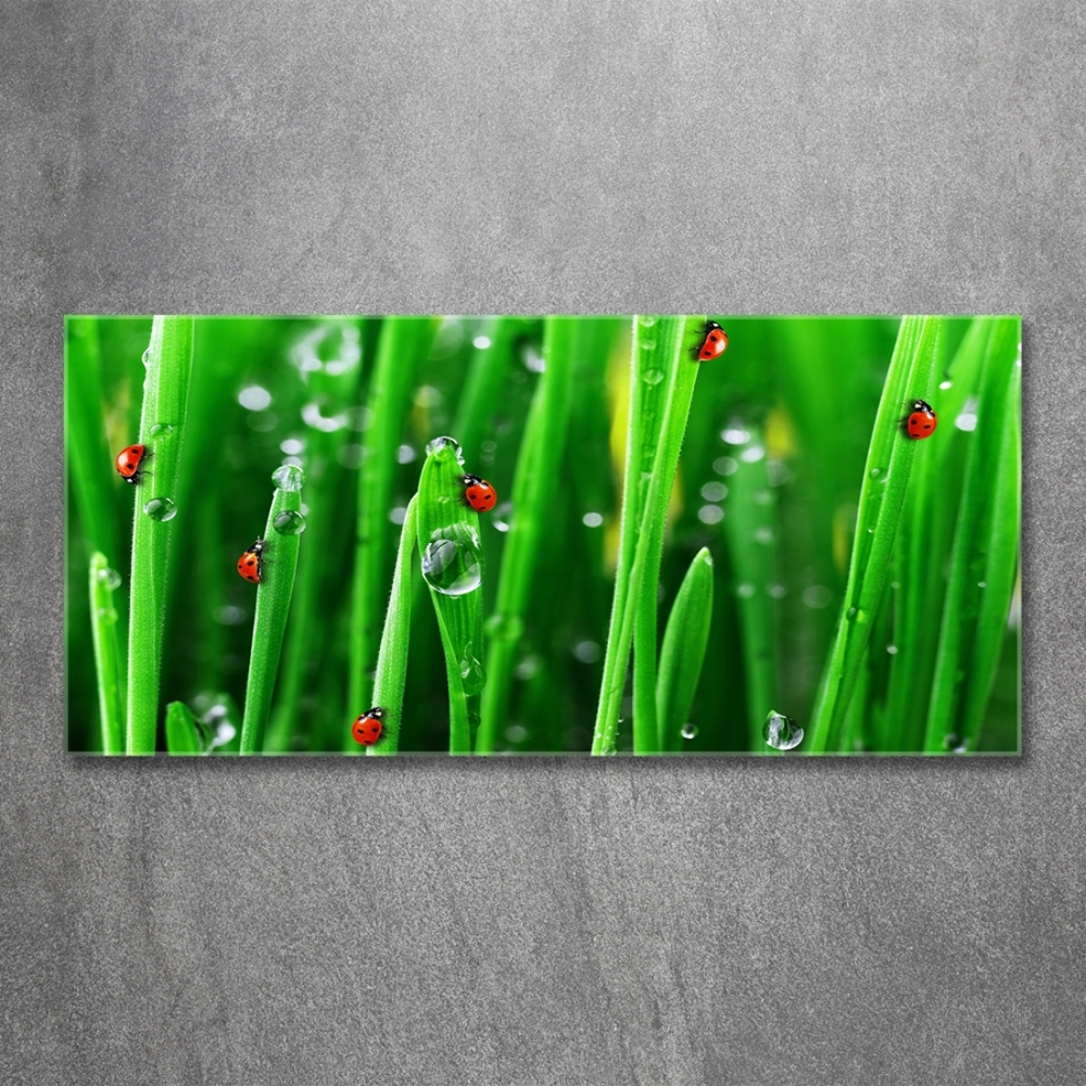 Tableau sur verre Coccinelles sur l'herbe