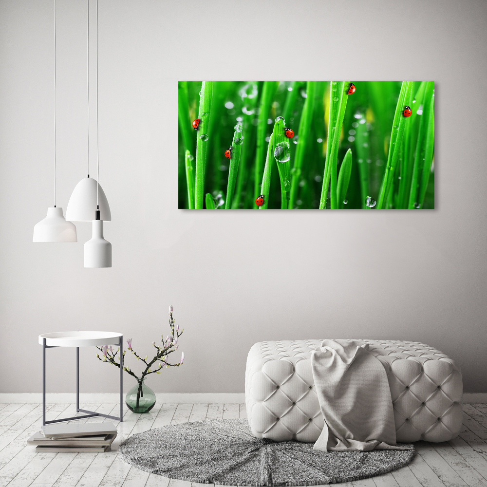 Tableau sur verre Coccinelles sur l'herbe