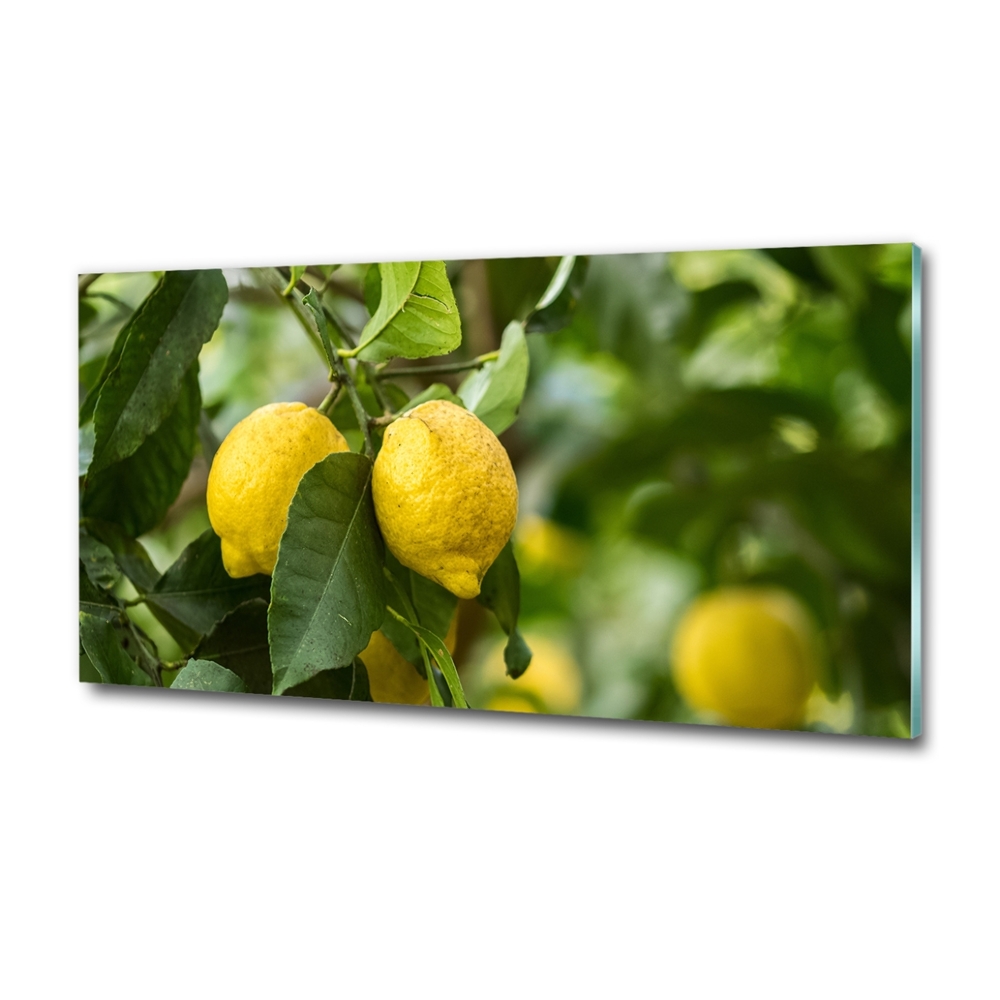 Tableau verre imprimé Citrons sur un arbre