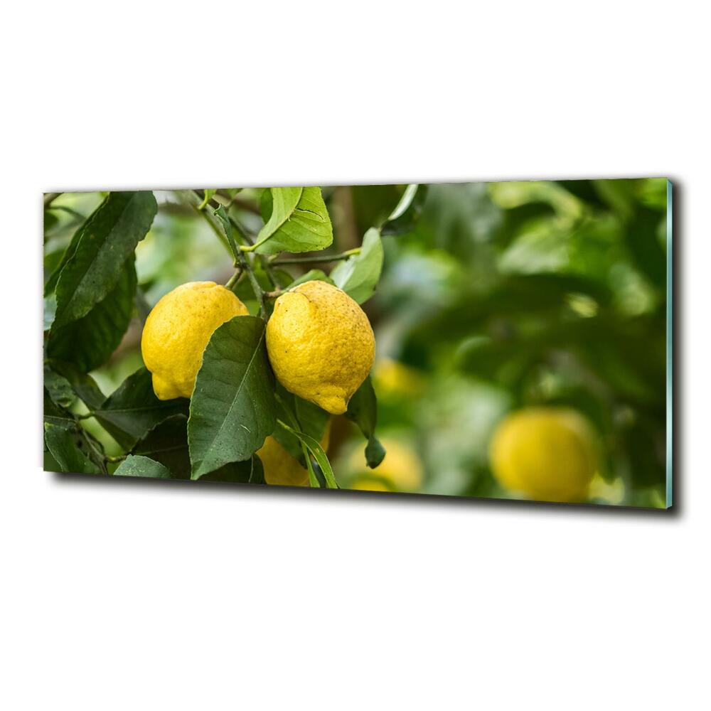 Tableau verre imprimé Citrons sur un arbre