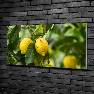 Tableau verre imprimé Citrons sur un arbre