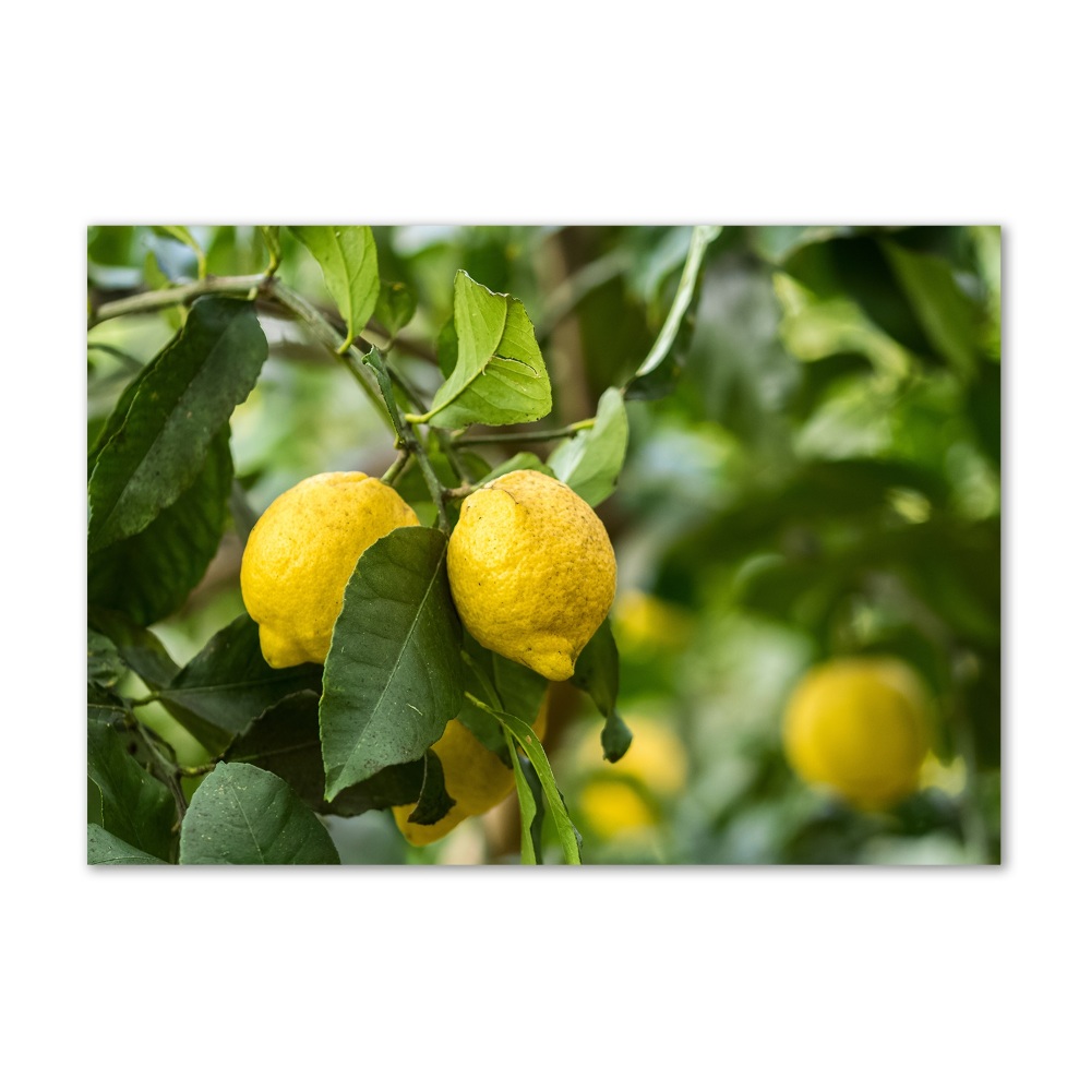 Tableau verre imprimé Citrons sur un arbre