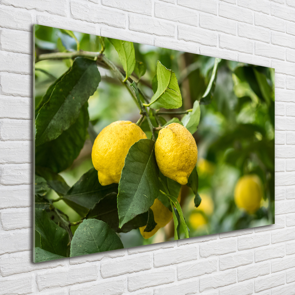 Tableau verre imprimé Citrons sur un arbre