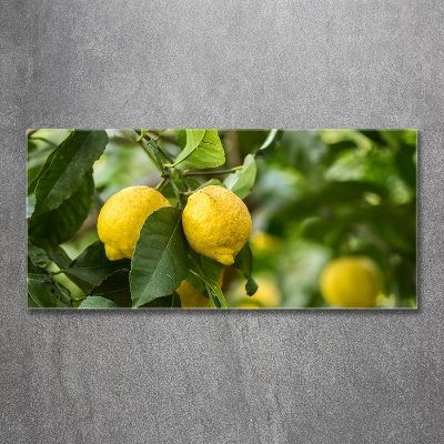 Tableau verre imprimé Citrons sur un arbre