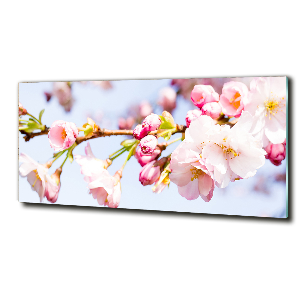 Tableau sur verre Fleurs de cerisier