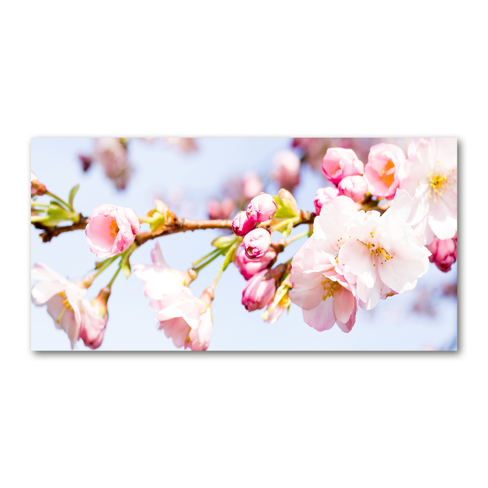 Tableau sur verre Fleurs de cerisier