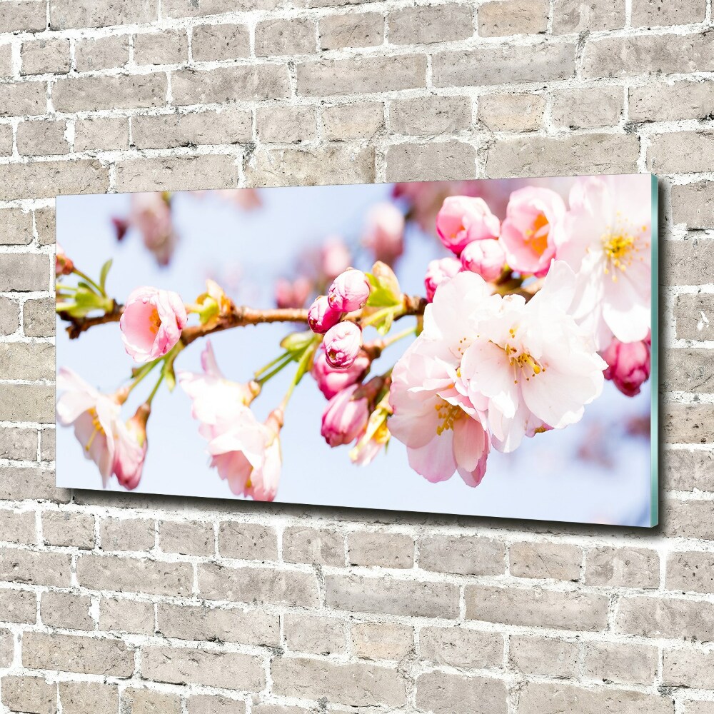 Tableau sur verre Fleurs de cerisier