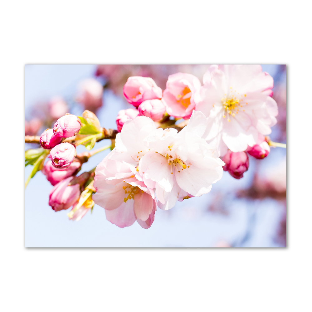 Tableau sur verre Fleurs de cerisier