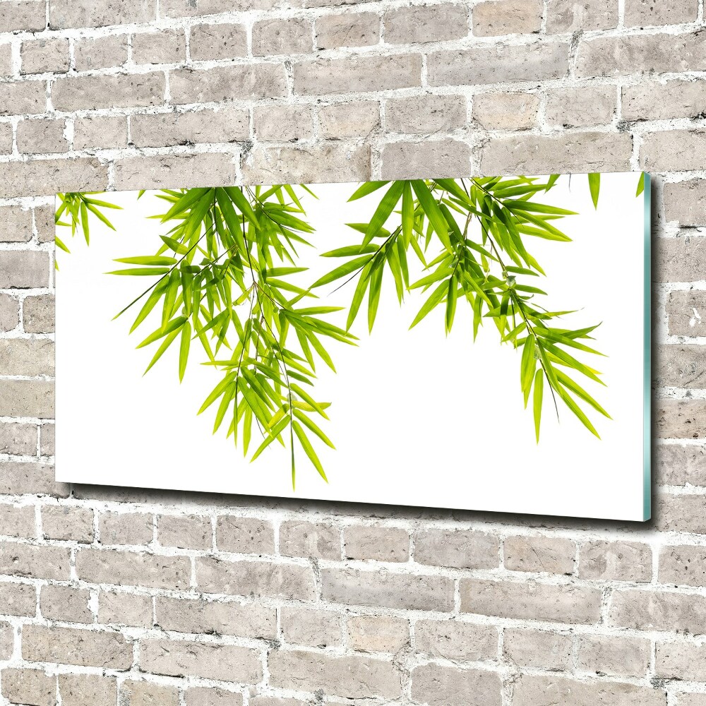 Tableau photo sur verre Feuilles de bambou