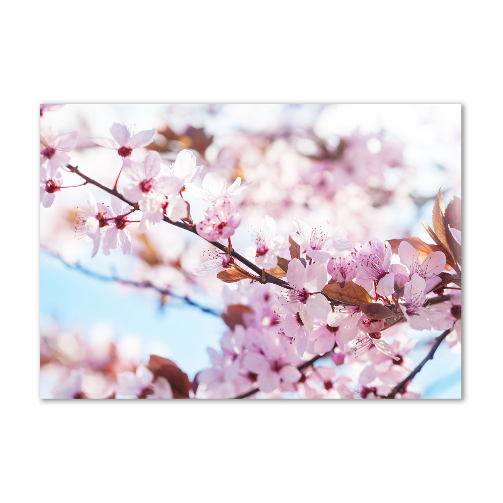 Tableau imprimé sur verre Fleurs de cerisier