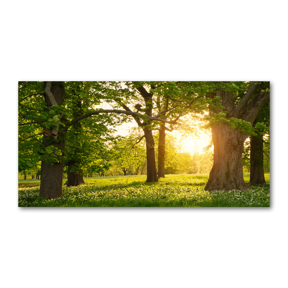 Tableau en verre Arbres dans le parc