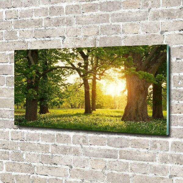 Tableau en verre Arbres dans le parc