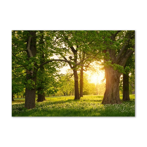Tableau en verre Arbres dans le parc