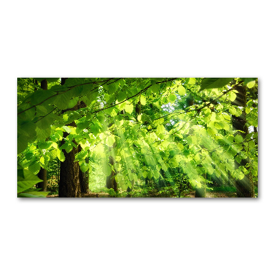 Tableau verre imprimé Feuilles de hêtre