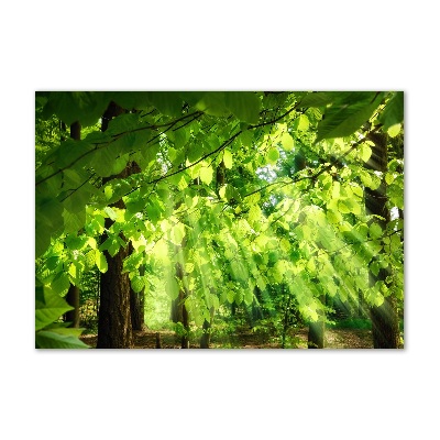 Tableau verre imprimé Feuilles de hêtre