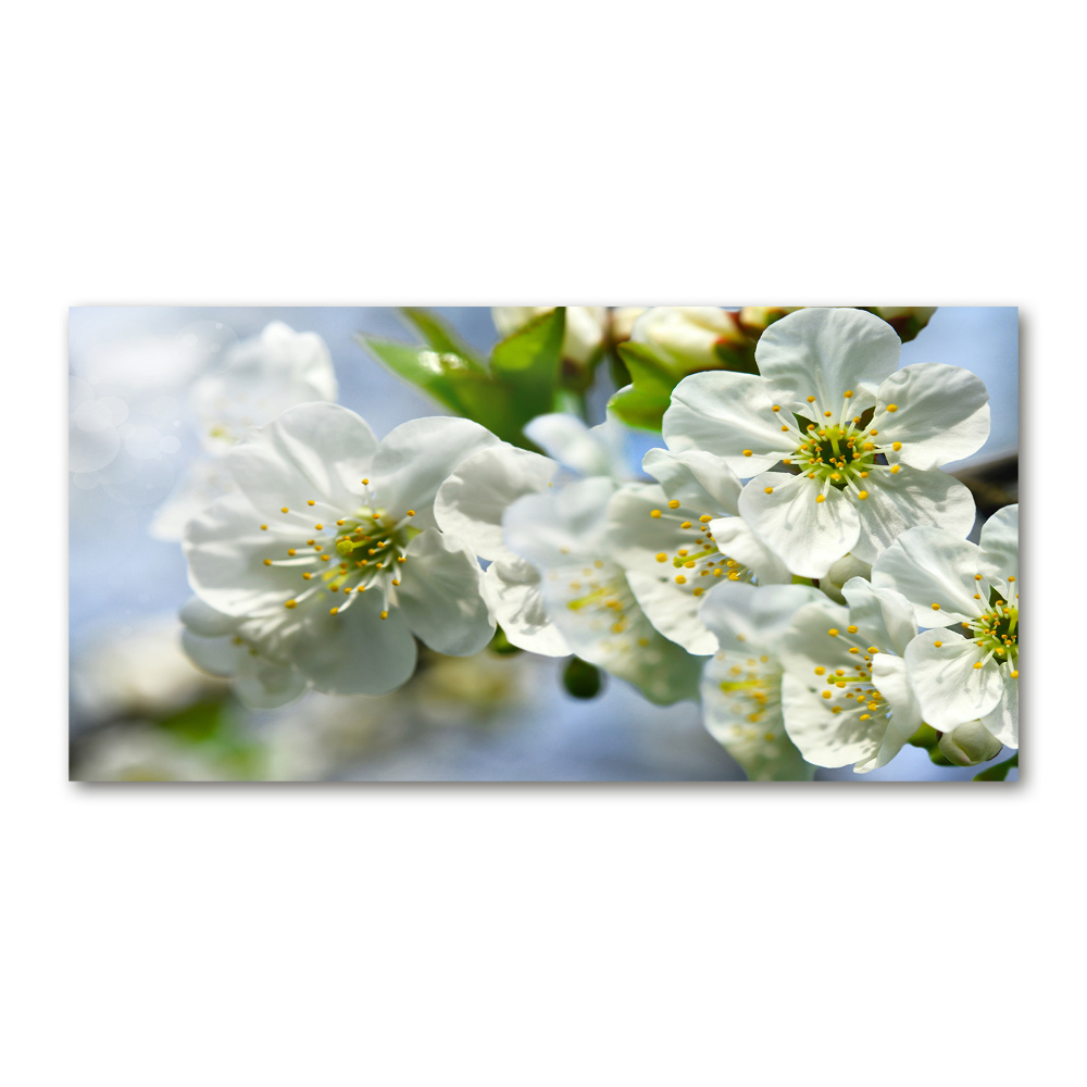 Tableau verre imprimé Fleur de cerisier