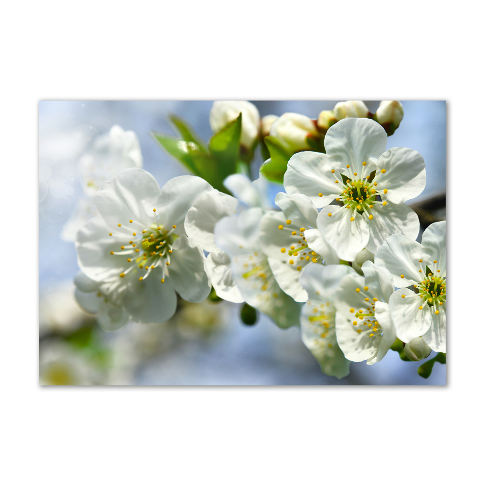 Tableau verre imprimé Fleur de cerisier