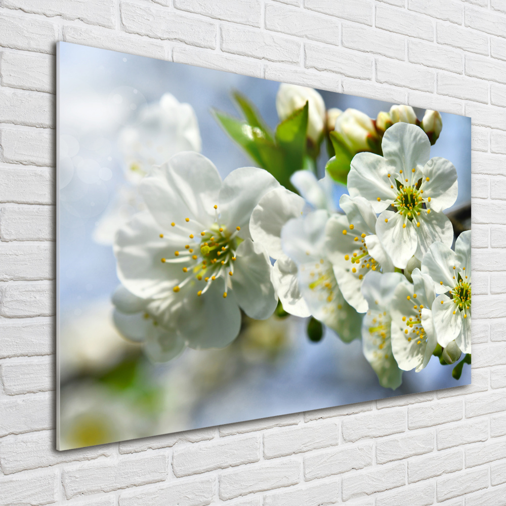 Tableau verre imprimé Fleur de cerisier