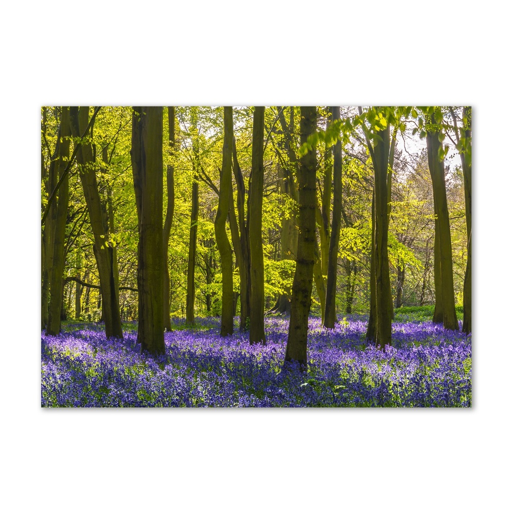 Tableau verre imprimé Forêt au printemps