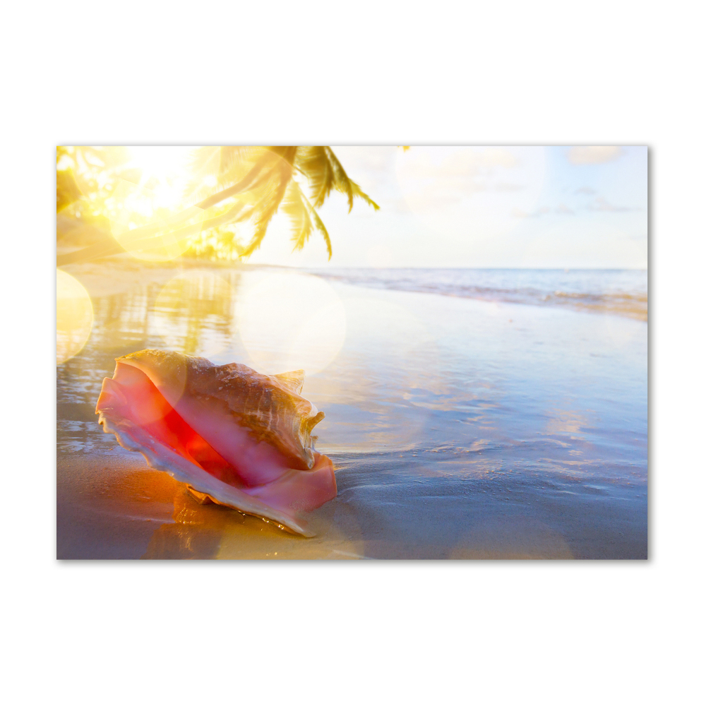 Tableau photo sur verre Coquillage sur la plage