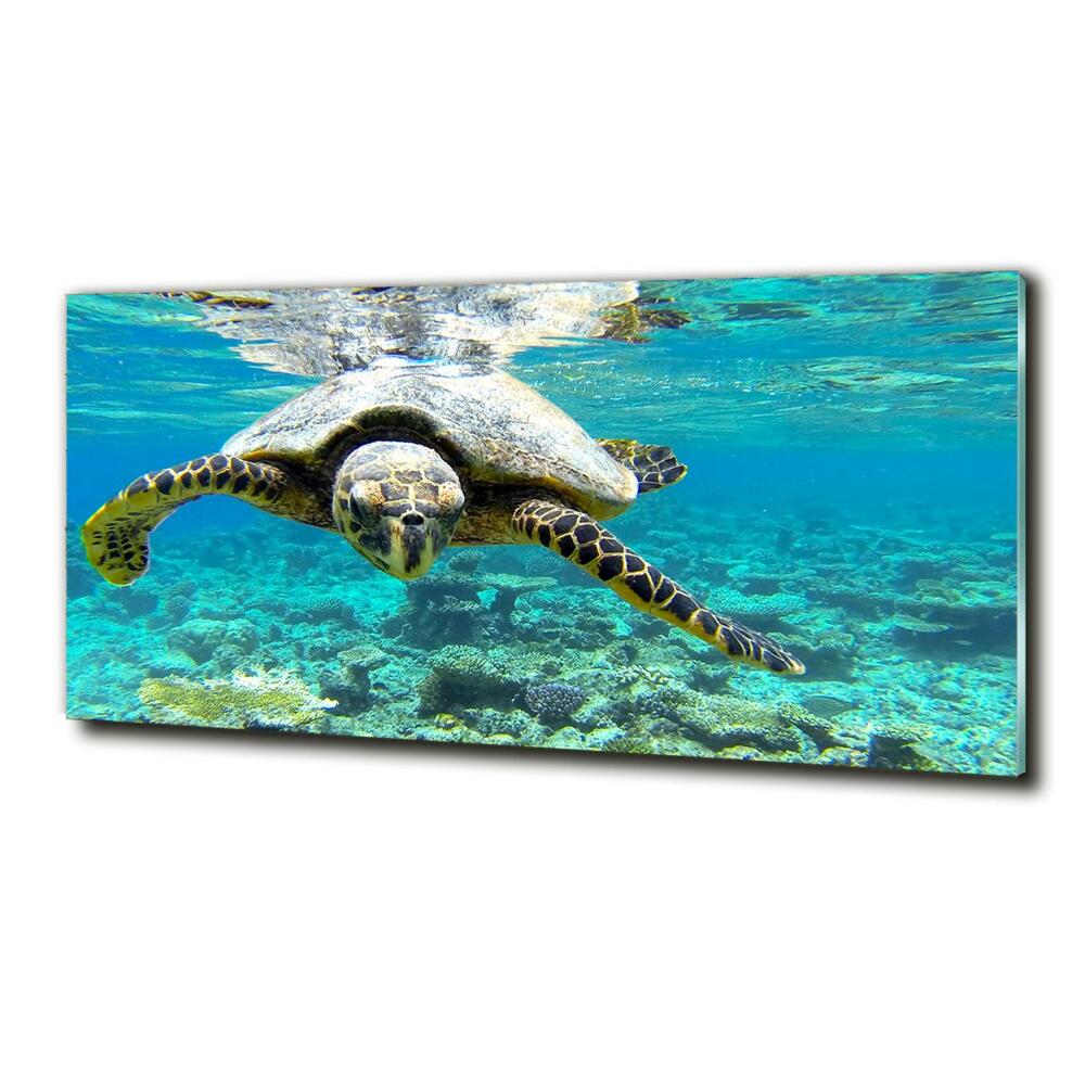 Tableau en verre Tortue de mer