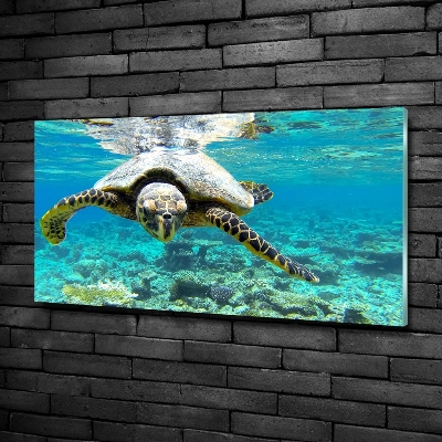 Tableau en verre Tortue de mer