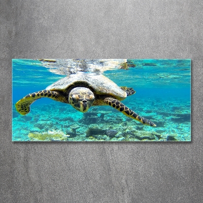 Tableau en verre Tortue de mer