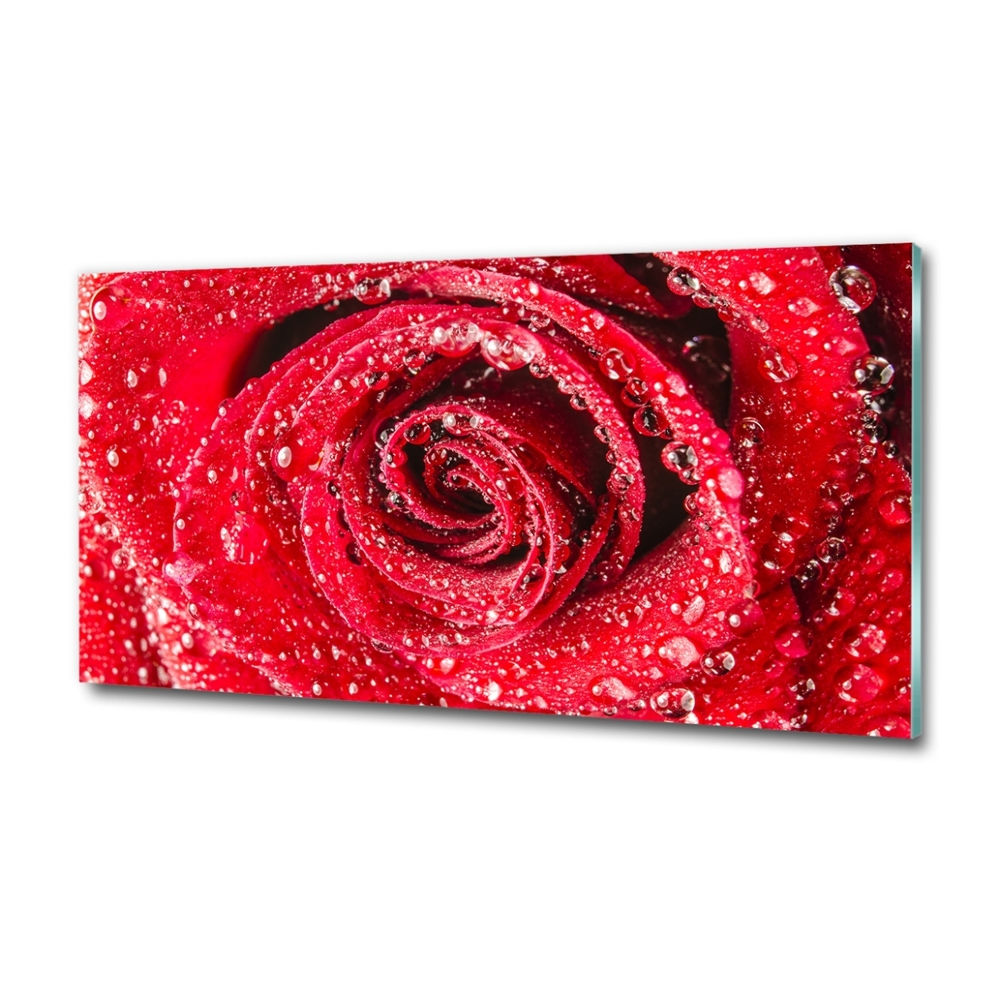 Tableau photo sur verre Gouttes d'eau sur une rose