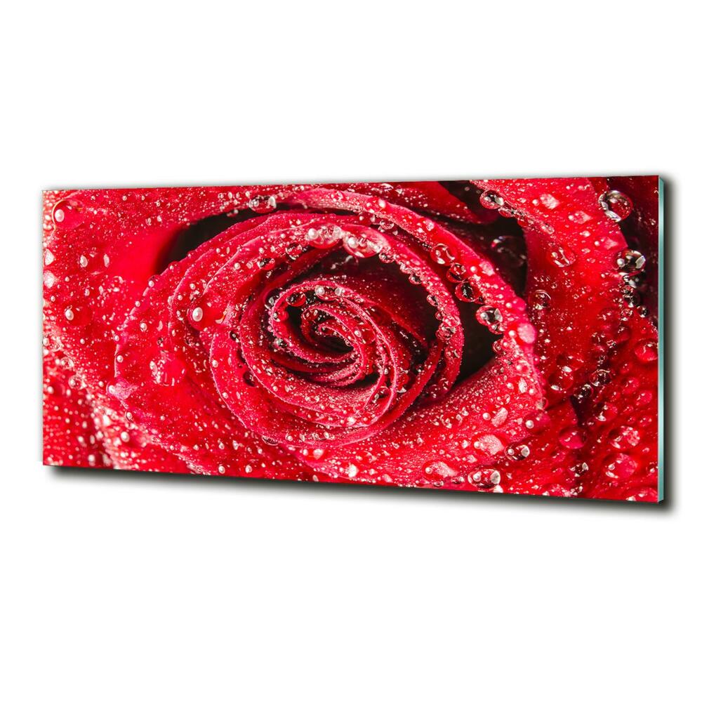 Tableau photo sur verre Gouttes d'eau sur une rose